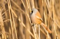 Bearded tit, panurus biarmicus. Bird sitting on reed near a river. Early sunny morning Royalty Free Stock Photo