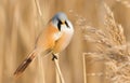 Bearded tit, panurus biarmicus. Bird sitting on reed near a river. Early sunny morning Royalty Free Stock Photo