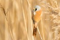 Bearded tit, panurus biarmicus. Bird sitting on reed near a river. Early sunny morning Royalty Free Stock Photo