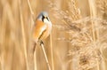 Bearded tit, panurus biarmicus. Bird sitting on reed near a river. Early sunny morning Royalty Free Stock Photo
