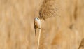 Bearded tit, panurus biarmicus. Bird sitting on reed near a river. Early sunny morning Royalty Free Stock Photo