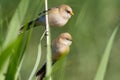 Bearded tit, Panurus biarmicus. Birds sit on a reed that grows by the river. Morning light beautifully illuminates the model Royalty Free Stock Photo