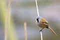 Bearded Tit ( Panurus biarmicus ) Royalty Free Stock Photo