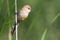 Bearded tit, Panurus biarmicus. Early morning, a bird sits on a reed stalkÃÅ½-. Royalty Free Stock Photo