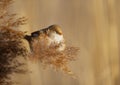 Bearded tit feeding on the reeds