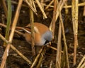 Bearded Tit, Panurus biarmicus, perched on Norfolk reeds searching for food Royalty Free Stock Photo