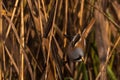 Bearded tit, Panurus biarmicus russicus in germany