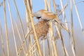 Bearded Tit on reed