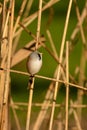 Male Bearded Tit, Panurus biarmicus, perched on golden Norfolk reeds Royalty Free Stock Photo