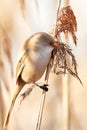The bearded tit sitting on reed Royalty Free Stock Photo