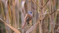 Bearded Tits or Bearded Reedlings male on a straw