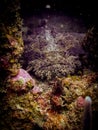 Bearded toadfish (Sanopus barbatus) in the Carribbean, Roatan, Bay Islands, Honduras Royalty Free Stock Photo