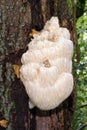 Bearded Tooth Fungus