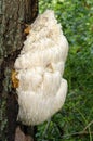 Bearded Tooth Fungus