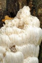 Bearded Tooth Fungus