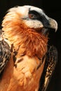 Bearded vulture,