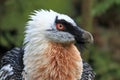 Bearded vulture Royalty Free Stock Photo