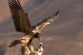 Bearded Vulture Royalty Free Stock Photo