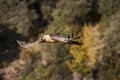 Bearded vulture adult flying Royalty Free Stock Photo