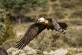 Bearded vulture adult specimen flying Royalty Free Stock Photo