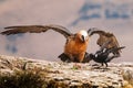 Bearded Vulture Royalty Free Stock Photo