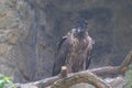 The bearded vulture, also known as the lammergeier and ossifrage, is a very large bird of prey.