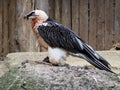 bearded vulture Royalty Free Stock Photo