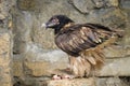 A Bearded Vulture eating on the ground Royalty Free Stock Photo