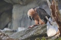 Bearded Vulture eating on top of rock ledge. Vulture ripping meat of Carcass Royalty Free Stock Photo