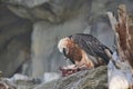 Bearded Vulture eating on top of rock ledge. Vulture ripping meat of Carcass Royalty Free Stock Photo