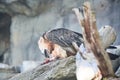 Bearded Vulture feeding on Carcass. Rare Bird on rock eating Royalty Free Stock Photo