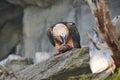 Bearded Vulture feeding on Carcass. Rare Bird on rock eating Royalty Free Stock Photo