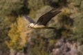 Bearded vulture in flight Royalty Free Stock Photo