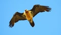 Bearded Vulture in flight Royalty Free Stock Photo