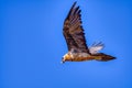 Bearded Vulture flying, Gypaetus barbatus in the Pyrenees.