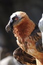 Bearded vulture, gypaetus barbatus