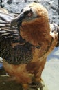 Bearded vulture, gypaetus barbatus