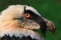 The bearded vulture (Gypaetus barbatus)