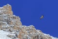 Bearded vulture Gypaetus barbatus also known as Lammergeier or Bearded Vulture in China