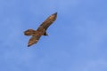 Bearded vulture Gypaetus barbatus also known as Lammergeier or Bearded Vulture flying in China