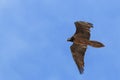 Bearded vulture Gypaetus barbatus also known as Lammergeier or Bearded Vulture flying in China