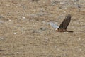 Bearded vulture Gypaetus barbatus also known as Lammergeier or Bearded Vulture flying in China Royalty Free Stock Photo