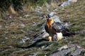 The bearded vulture Gypaetus barbatus, also known as the lammergeier or ossifrage on the feeder. Adult bird scavenger on meadow