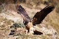 The bearded vulture Gypaetus barbatus, also known as the lammergeier or ossifrage on the feeder, landing subadult individual Royalty Free Stock Photo