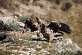 The bearded vulture Gypaetus barbatus, also known as the lammergeier or ossifrage on the feeder. Subadult color scavenger on the