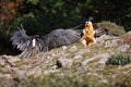 The bearded vulture Gypaetus barbatus, also known as the lammergeier or ossifrage on the feeder. Two Adult bird scavenger on