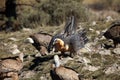 The bearded vulture Gypaetus barbatus, also known as the lammergeier or ossifrage on the feeder among the vultures