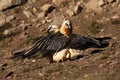 The bearded vulture Gypaetus barbatus, also known as the lammergeier or ossifrage, pair on the hillside