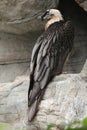 Bearded vulture (Gypaetus barbatus).