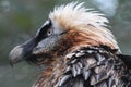 Bearded Vulture Gypaetus barbatus Royalty Free Stock Photo